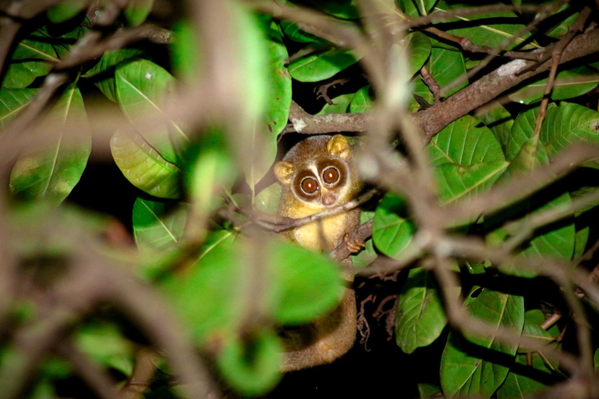 Molem Nature'S Nest Eco Resort Goa, Near Dudhsagar Waterfalls מראה חיצוני תמונה